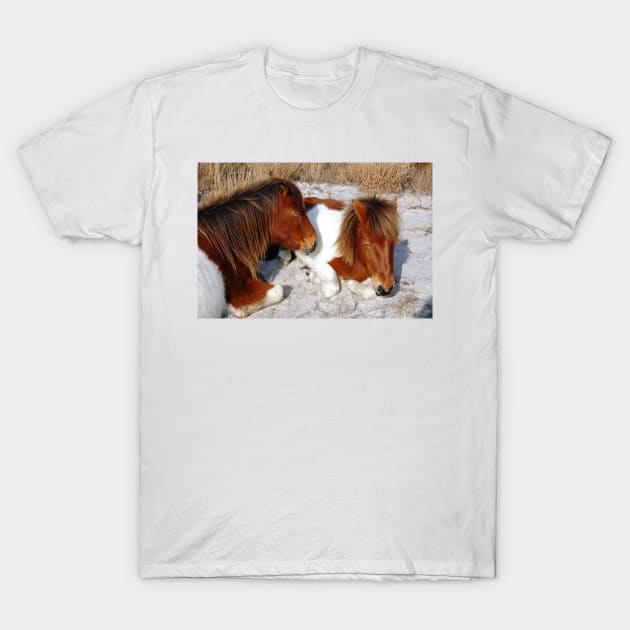 Wild horses, wildlife, Assateague Island, Sleepy Twosome T-Shirt by sandyo2ly